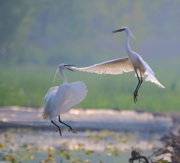 ����������Τ�¹ٷ���վ��Ϊ��ֲ������԰