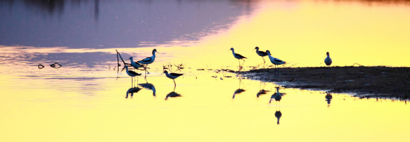 ����������Τ�¹ٷ���վ��Ϊ��ֲ������԰