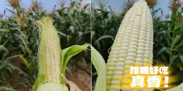 ���������л���ʳ����ϲӭ���