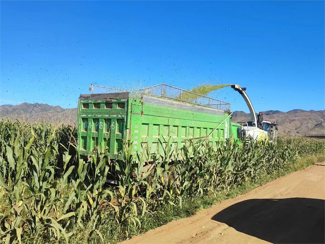 �����ظ�Ч��ˮʾ����ֲ����5000Ķ�������׿����ո�