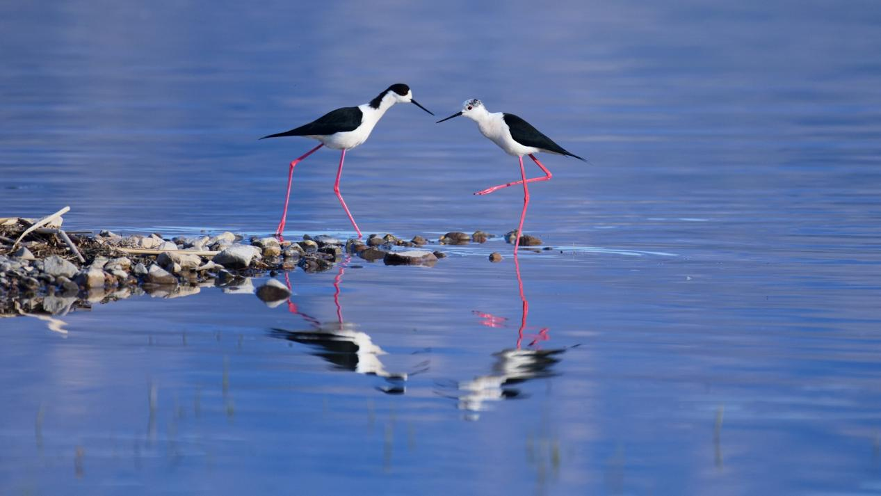 ��������������Ӱ���������й�ˮ��̬�Ļ���Ӱ����չ