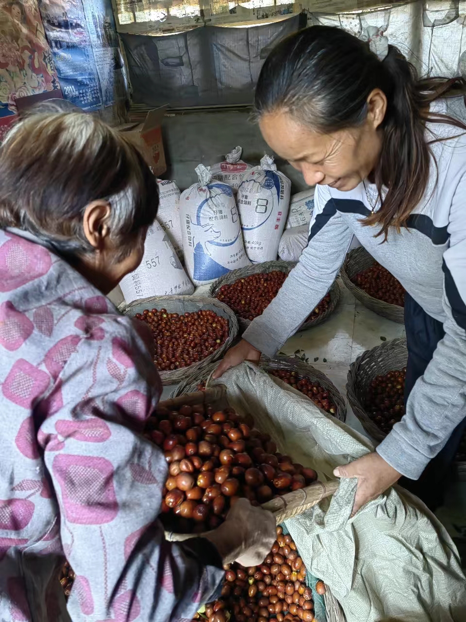 “韦德官方网站流域公司村落振兴工作队助我们找到了鲜枣销路”