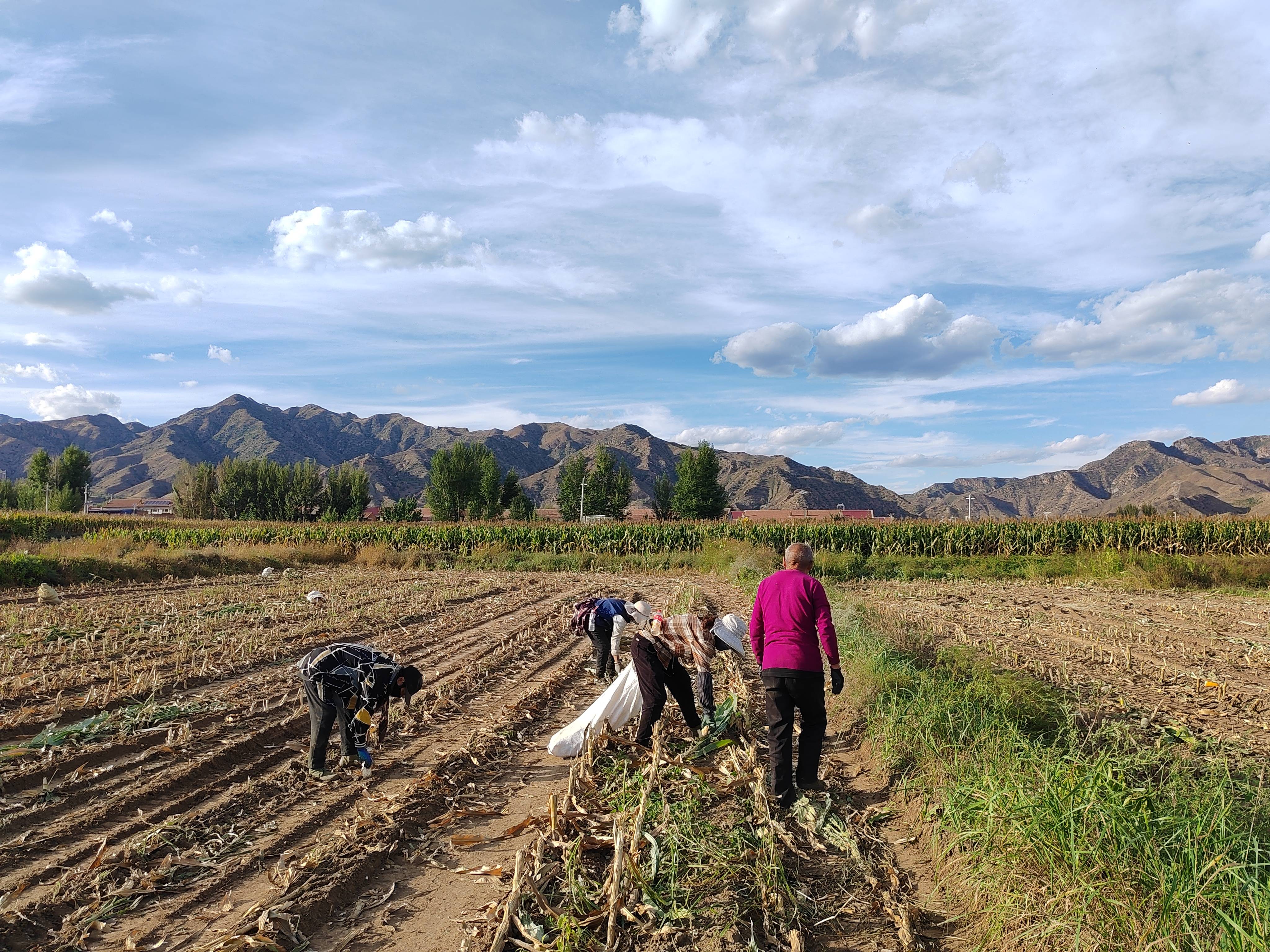 晋中地域结合党支部发展“助力秋收”主题党日活动