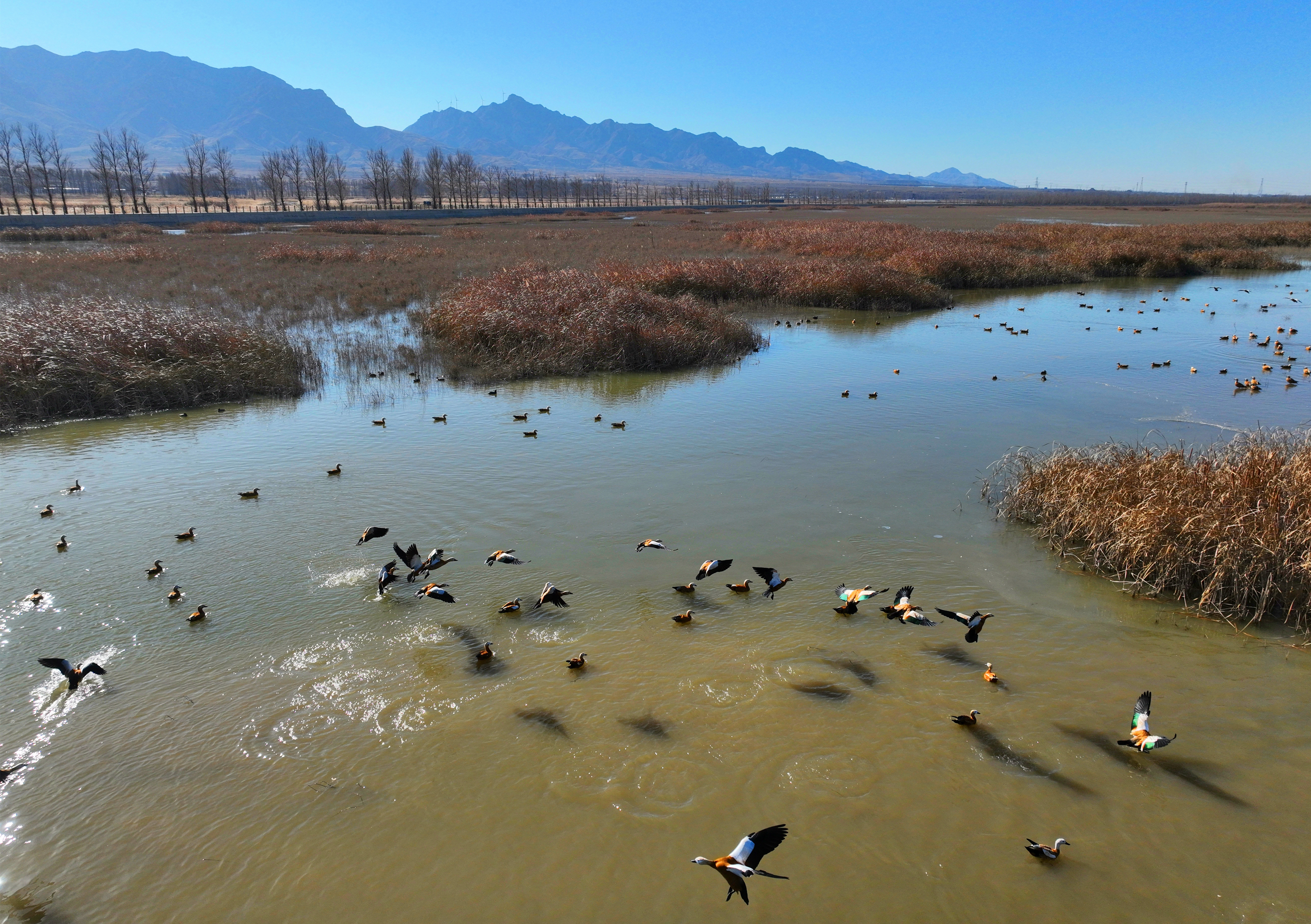 包头桑干河飞来白日鹅和赤麻鸭