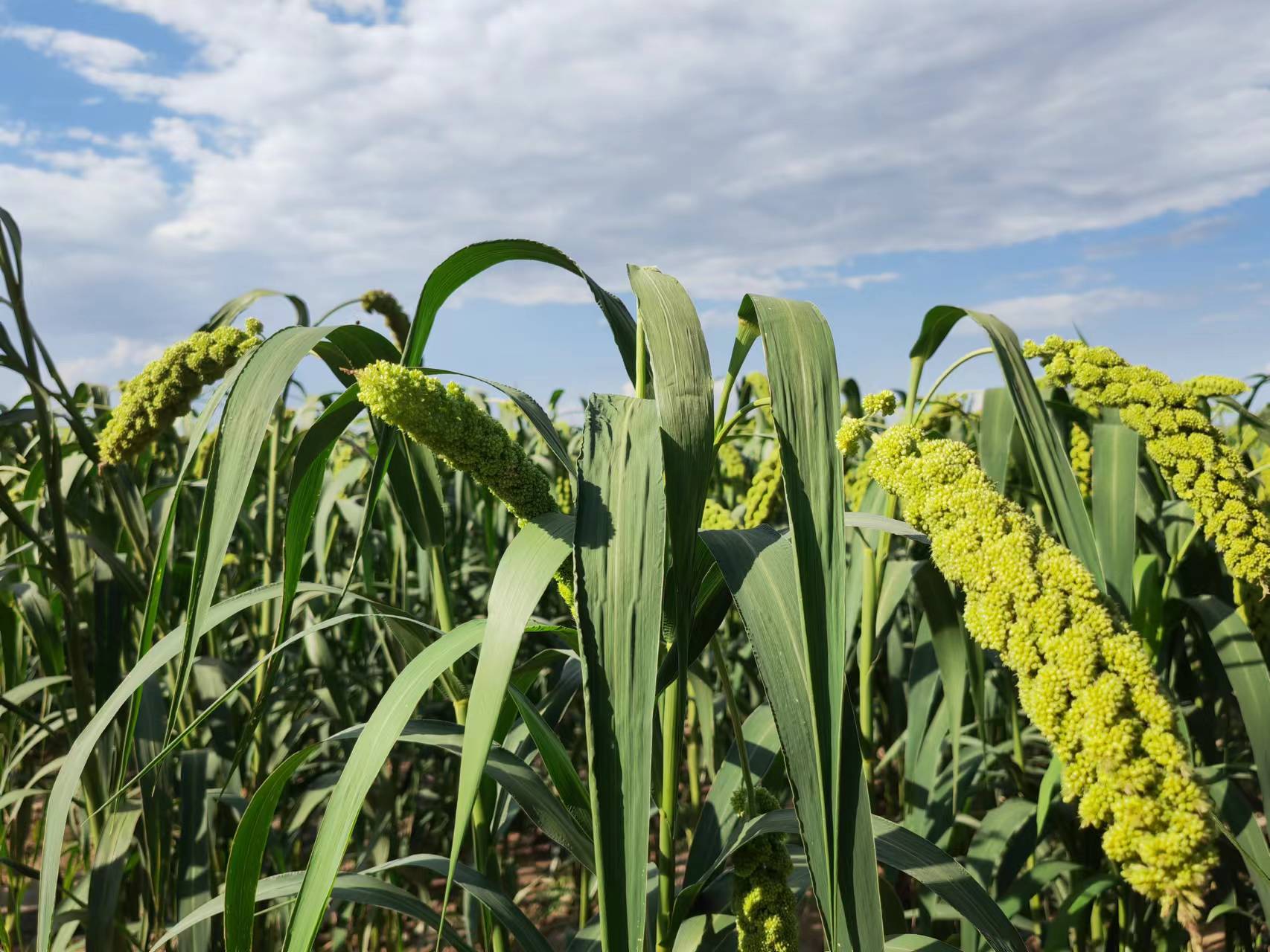 ��ͷũҵ��˾ | ������������ϵ�иߺ�������פ������ֱ��������ƽ̨