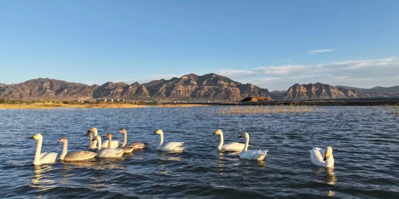 浑源生态公司 | 白日鹅舞动神溪湿地
