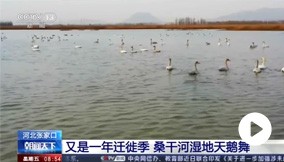 ��������ح�ӱ����У�����һ��Ǩ�㼾 ɣ�ɺ�ʪ�������