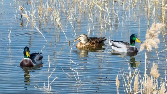 全线通水123天 韦德官方网站冰雪一线景象再现