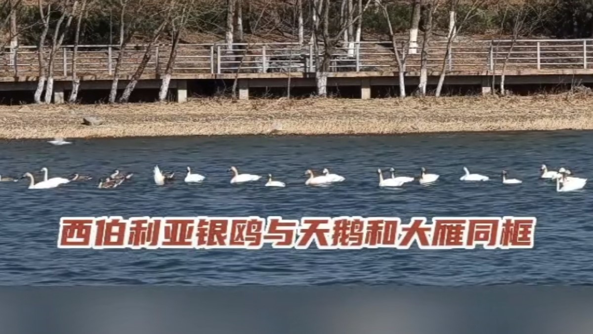 ����������  ԰������æ